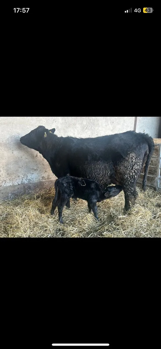 5 star calved suckler - Image 1