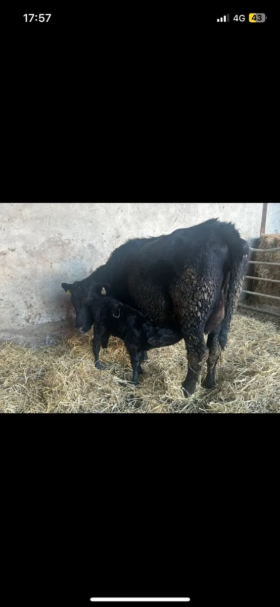 5 star calved suckler - Image 2