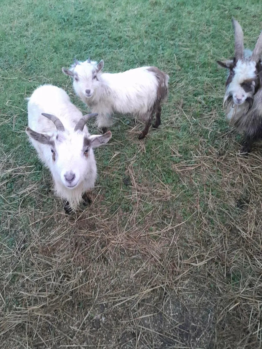 Pygmy Goats - Image 1