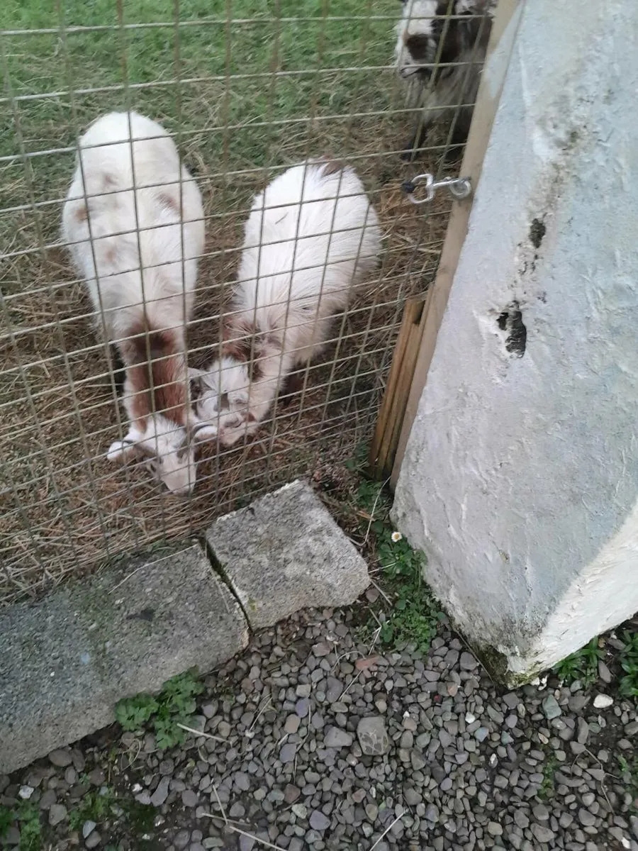 Pygmy Goats - Image 2