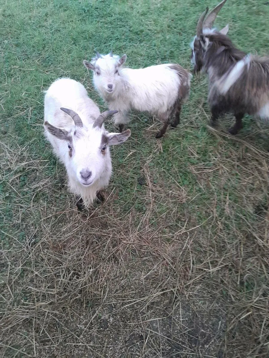 Pygmy Goats - Image 3