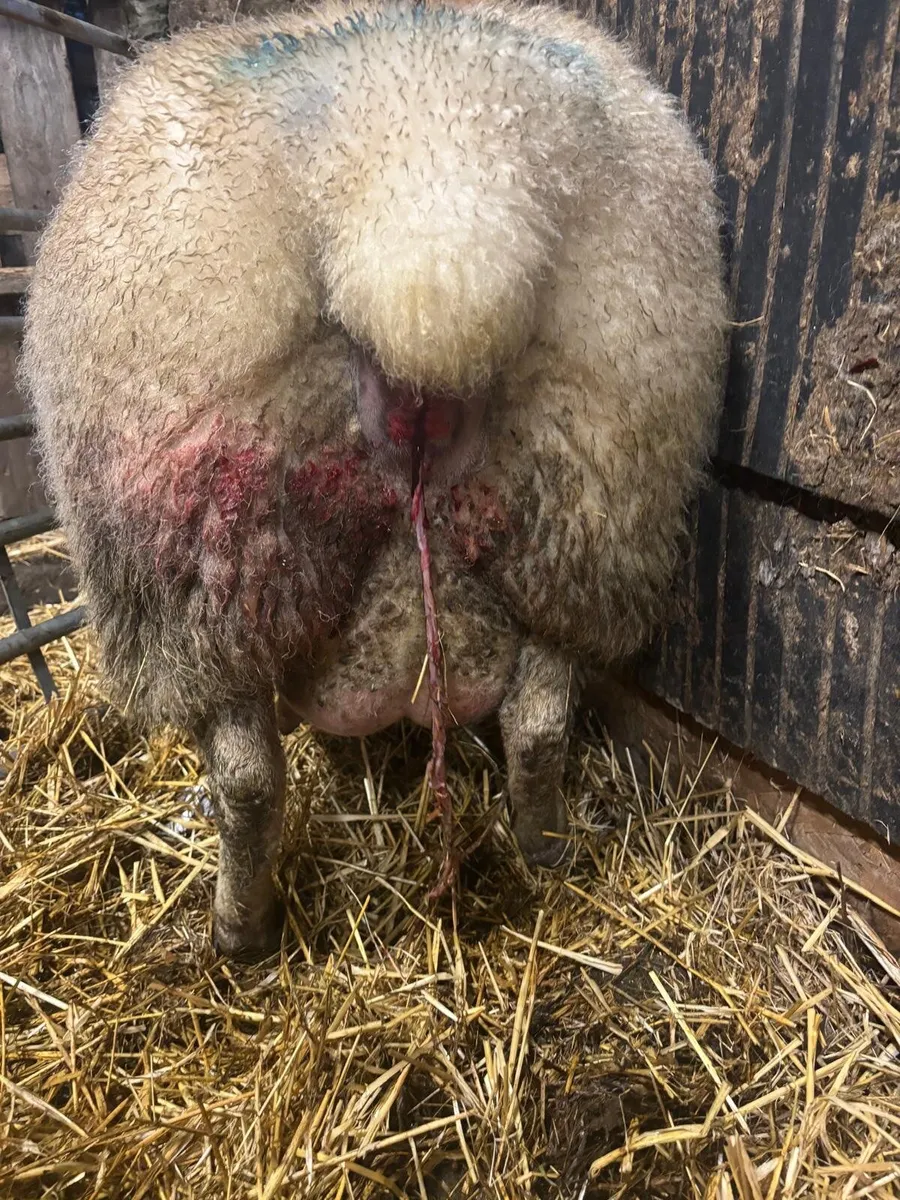 Foster ewe - Image 2