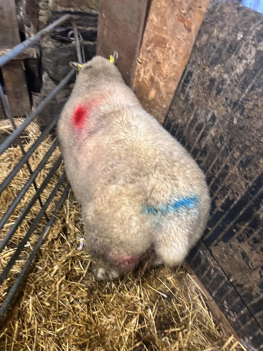 Foster ewe - Image 3