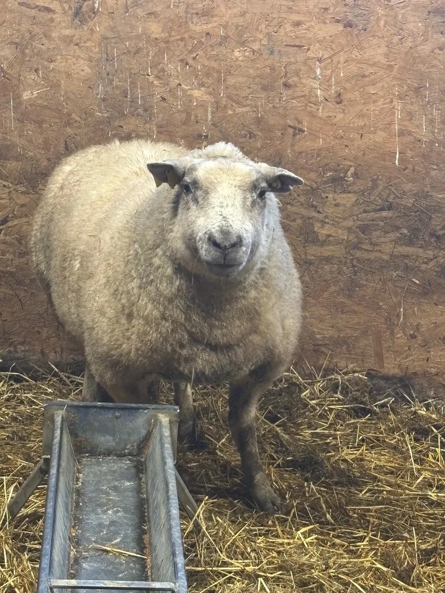 Foster ewe - Image 1
