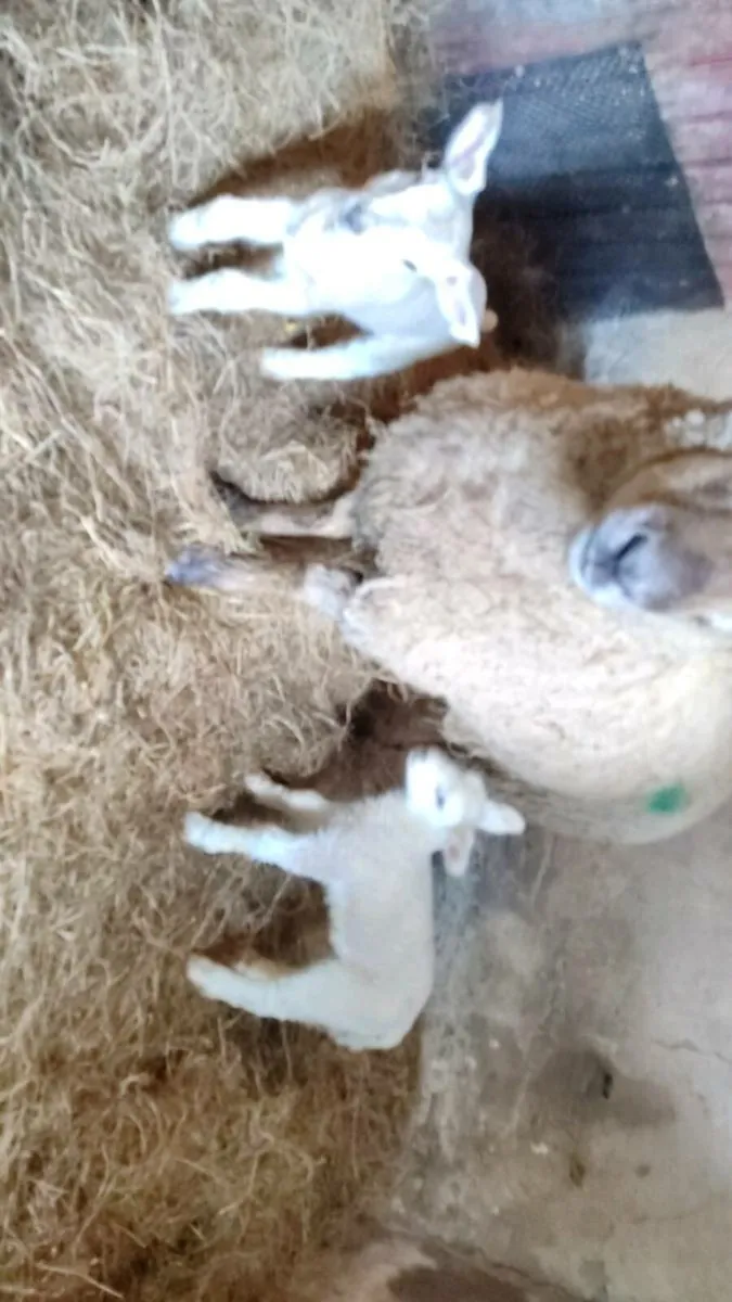 Ewes with lambs at foot. - Image 2