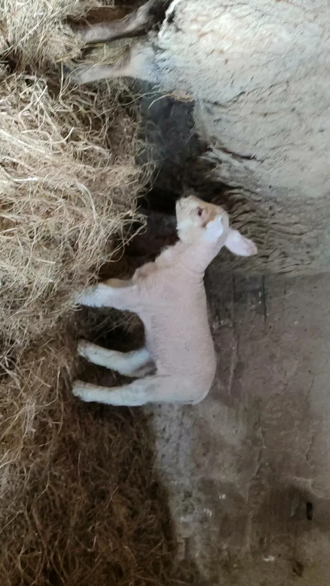 Ewes with lambs at foot. - Image 3