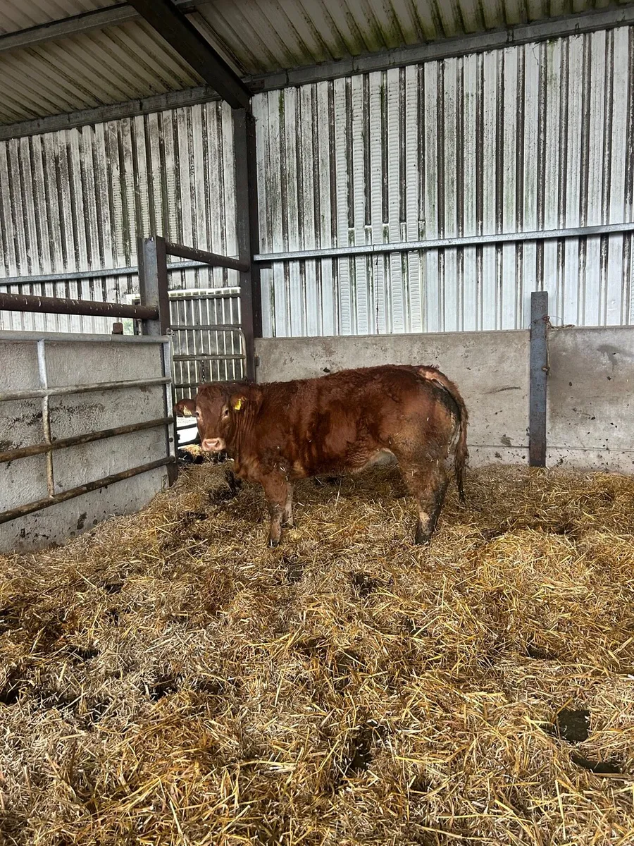 Limousine heifer - Image 1