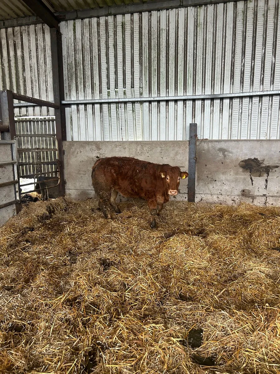 Limousine heifer - Image 2