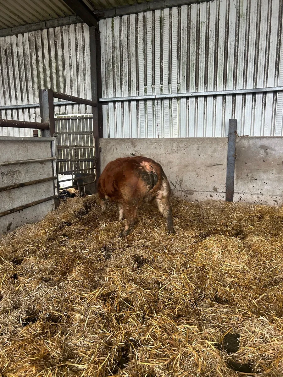 Limousine heifer - Image 3