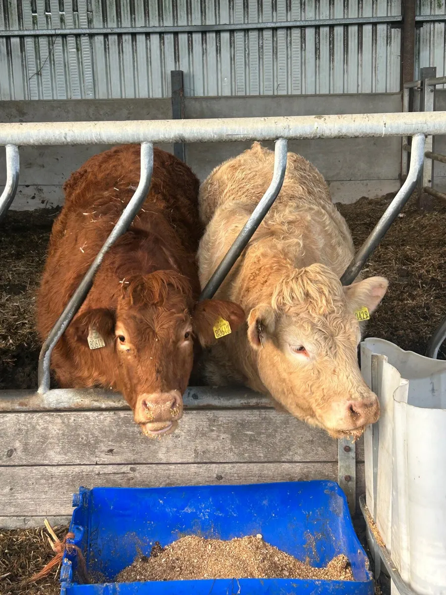 Limousine heifer - Image 4