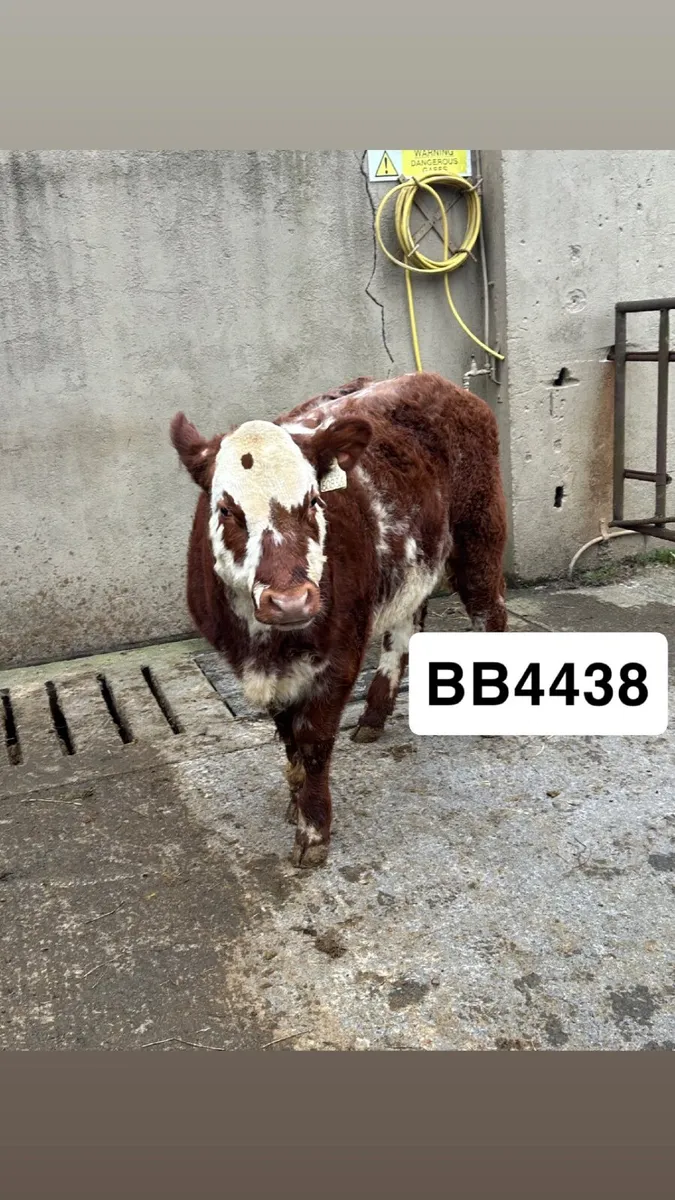 🔥🌟 ROAN HEIFERS BALLA TUESDAY 🔥💫 - Image 2