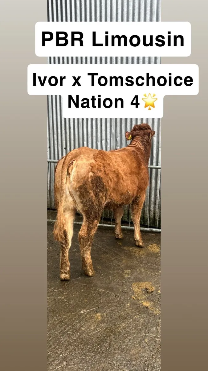 🔥🌟 ROAN HEIFERS BALLA TUESDAY 🔥💫 - Image 4