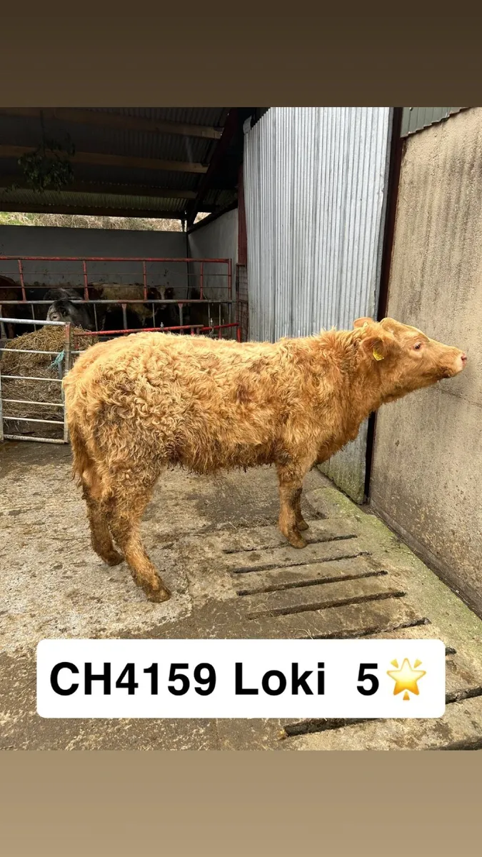 🔥🌟 ROAN HEIFERS BALLA TODAY 🔥💫 - Image 2