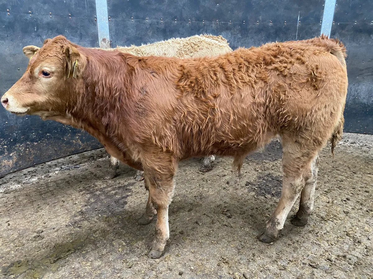 Smashing Bull - Image 3