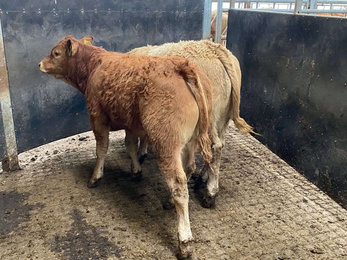 Smashing Bull Weanlings - Image 2