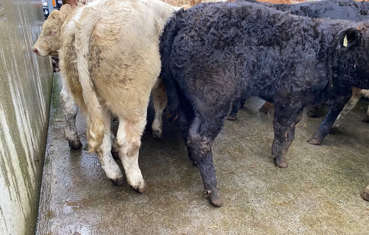 Smashing Bull Weanlings - Image 2