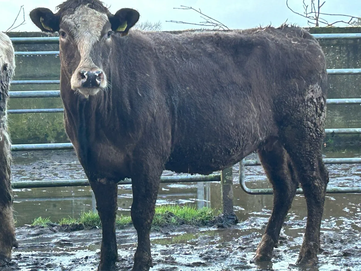 2 5 star ⭐ ⭐️⭐️⭐️⭐️incalf second calvers - Image 1