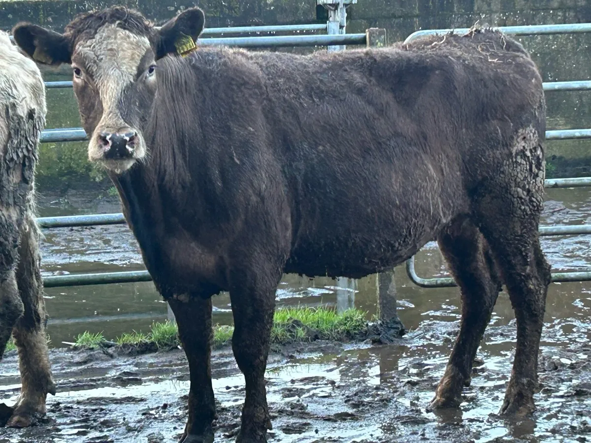 2 5 star ⭐ ⭐️⭐️⭐️⭐️incalf second calvers - Image 2