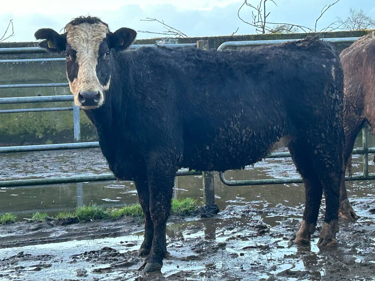 2 5 star ⭐ ⭐️⭐️⭐️⭐️incalf second calvers - Image 3