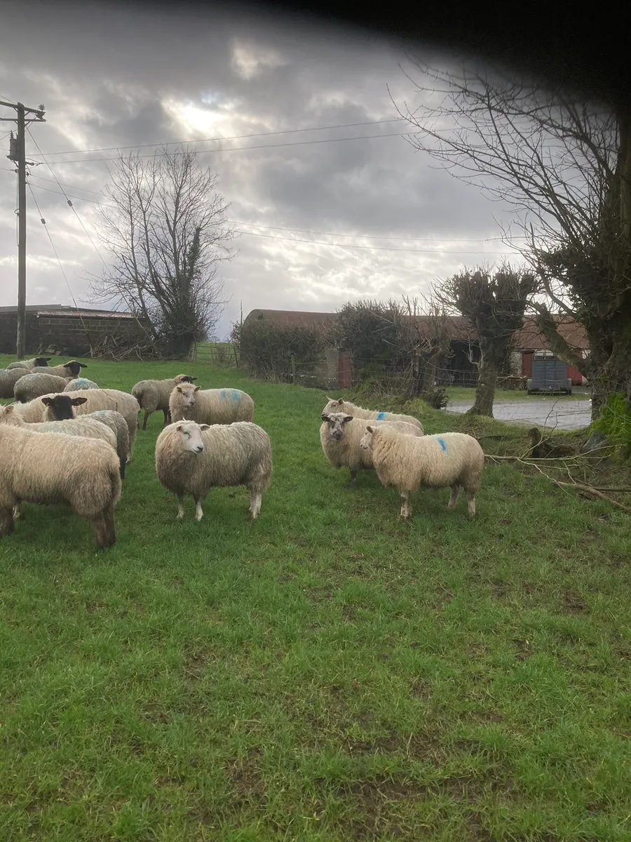 8 Speckle face yearling hoggets for sale - Image 1