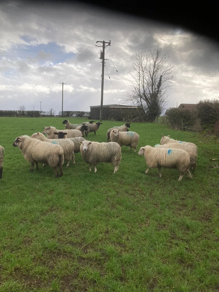8 Speckle face yearling hoggets for sale - Image 2