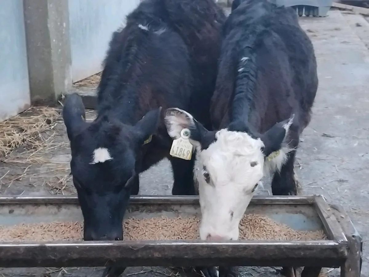2 Heifer Runners @ €1250 - Image 1