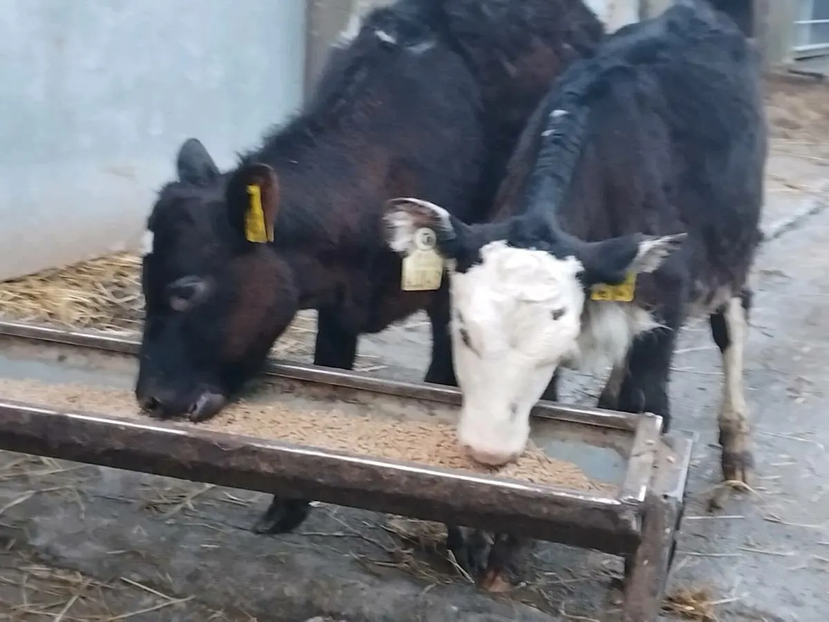 2 Heifer Runners @ €1250 - Image 3