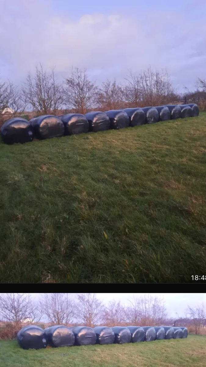 Silage bales