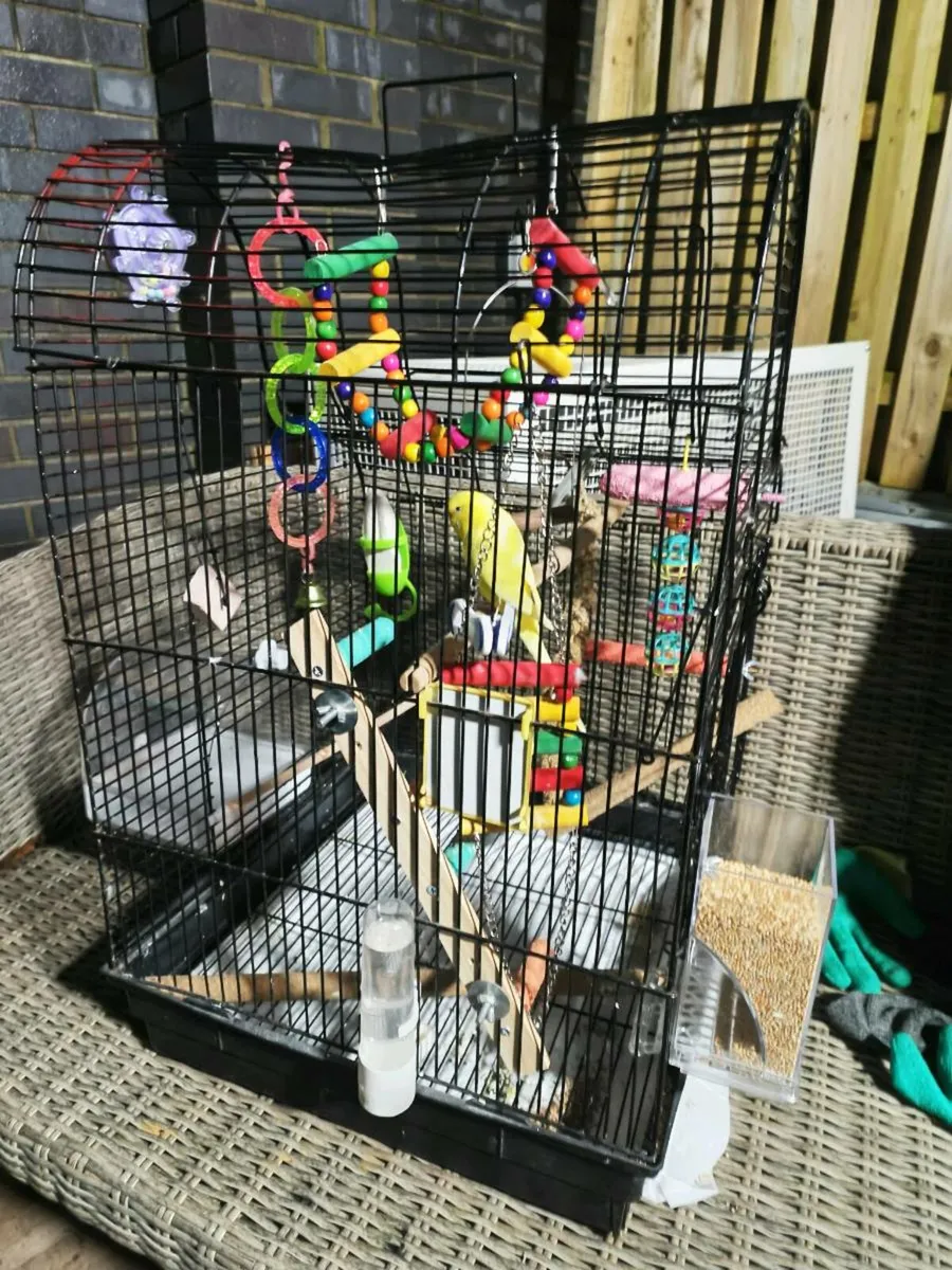Budgie cage and accessories. (No budgie) - Image 1