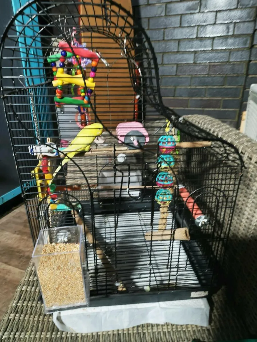Budgie cage and accessories. (No budgie) - Image 2