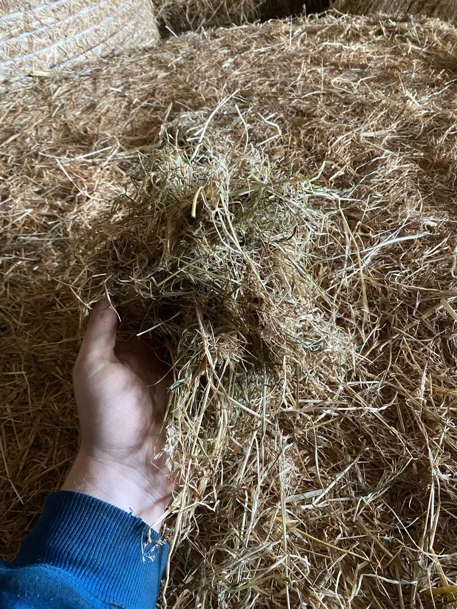 Hay - Image 2