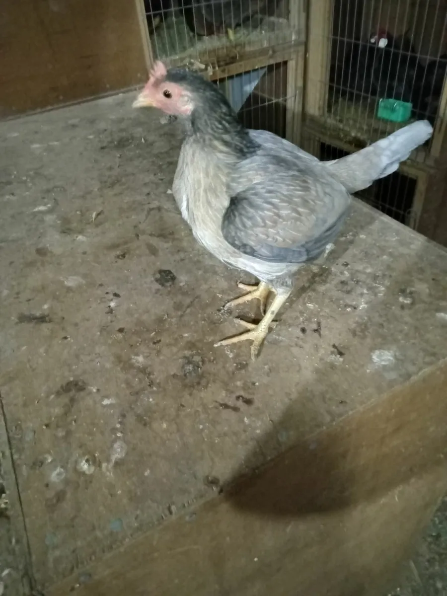 Old English Game Bantams - Image 1