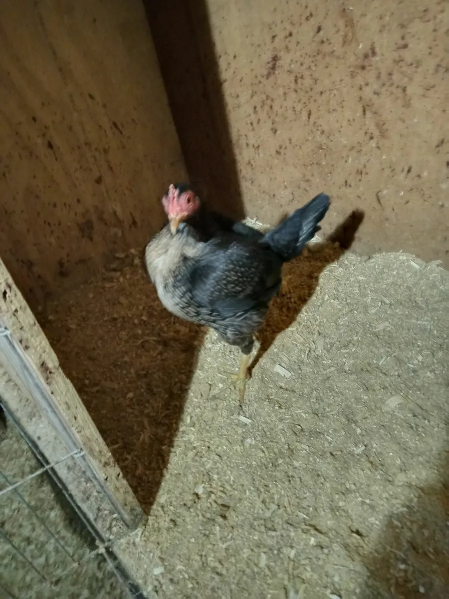 Old English Game Bantams - Image 3