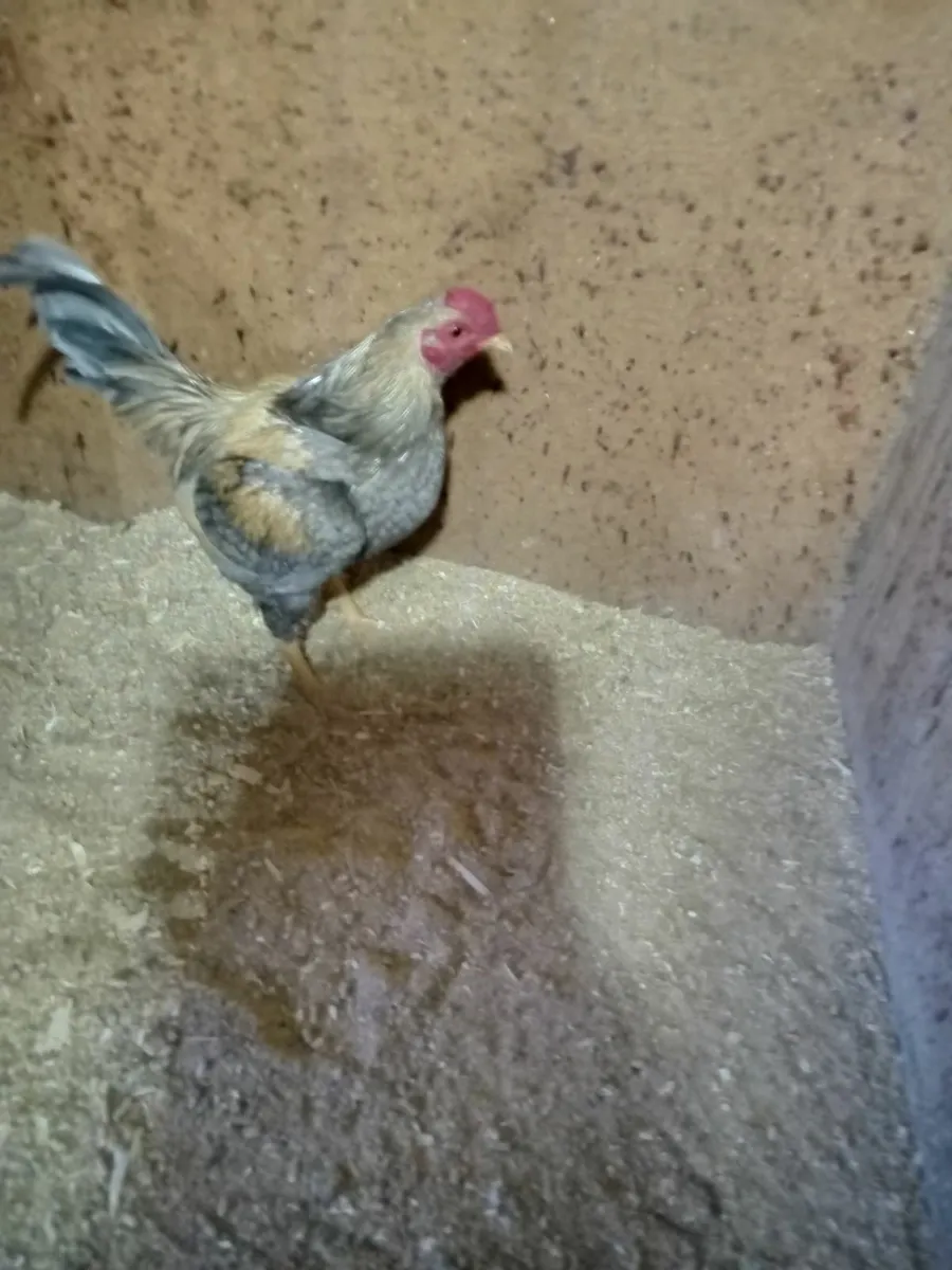 Old English Game Bantams - Image 4