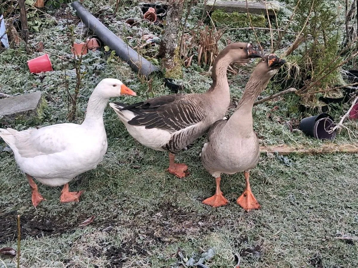Chinese gander 2nd Rhode Island red cross roosters - Image 2