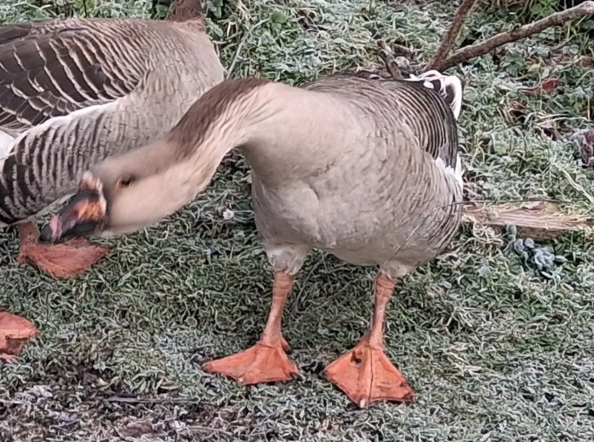 Chinese gander 2nd Rhode Island red cross roosters - Image 1