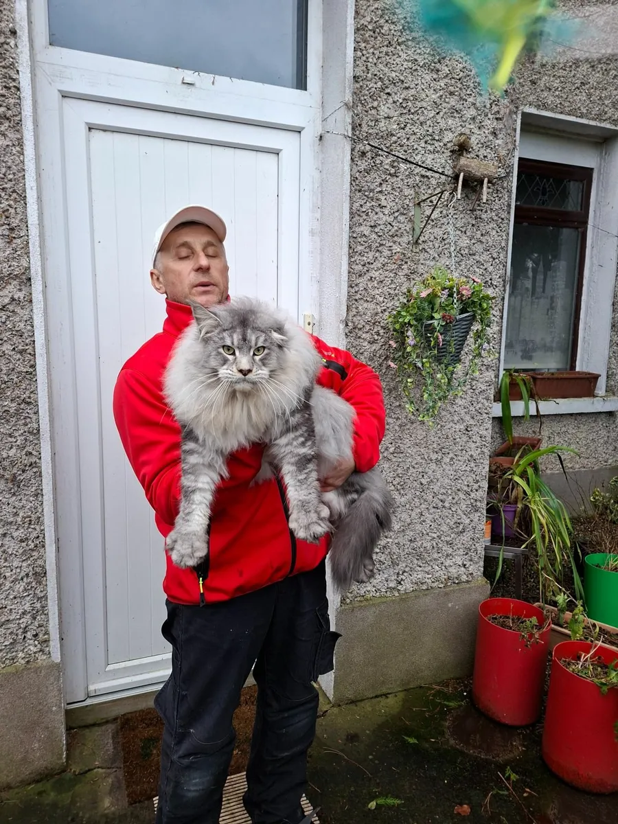 Royal Maine Coon kittens - Image 1