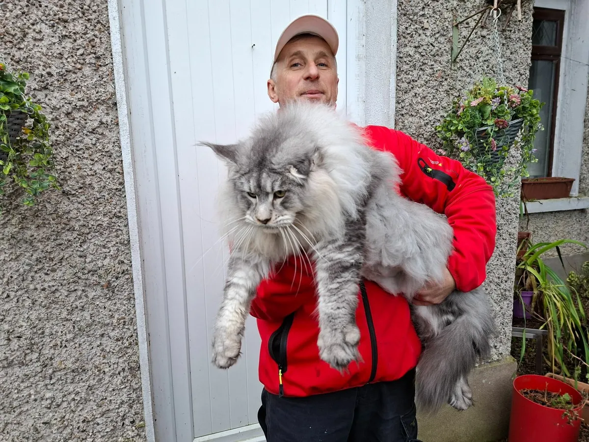 Royal Maine Coon kittens - Image 4