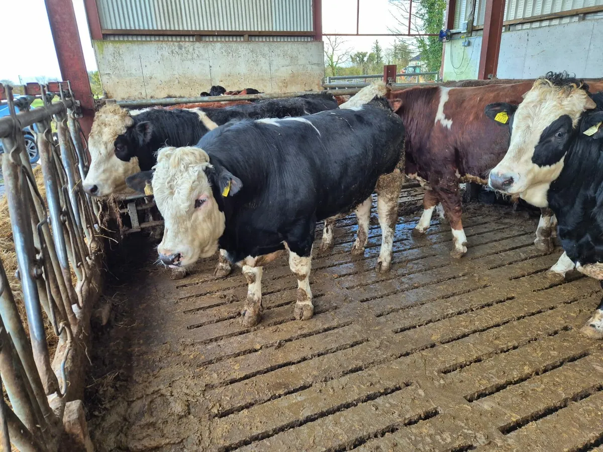 WH & SIM Bulls - Image 1