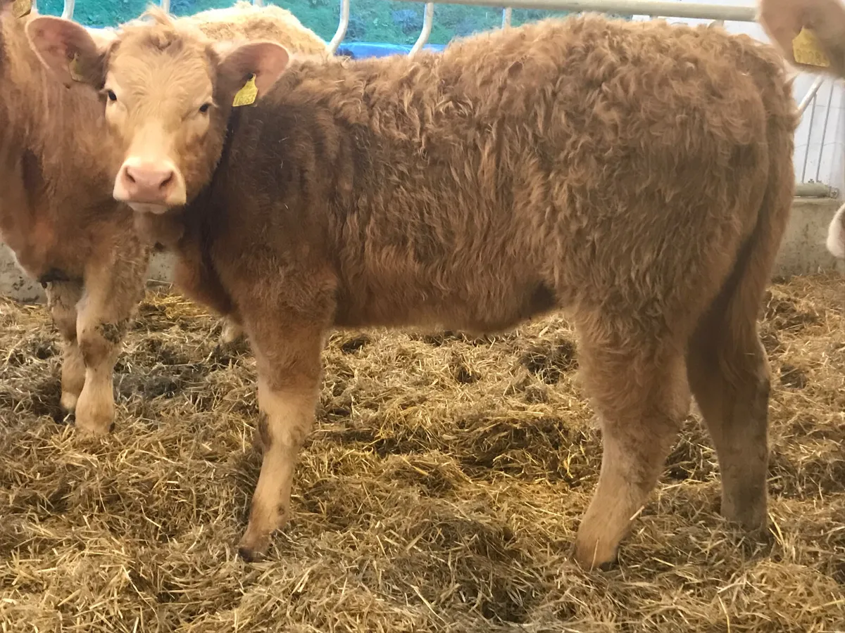Cracking Charolais Heifer - Image 1