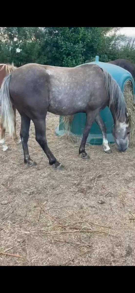 4 year old Filly - Image 1