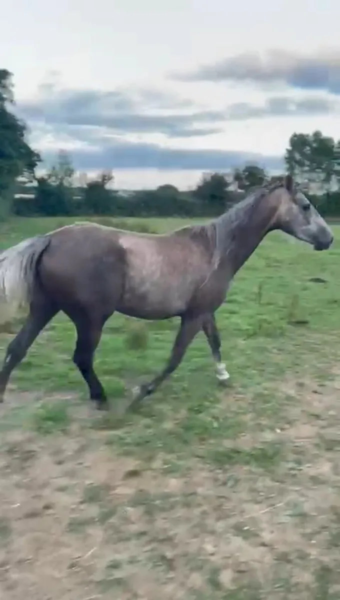 4 year old Filly - Image 3