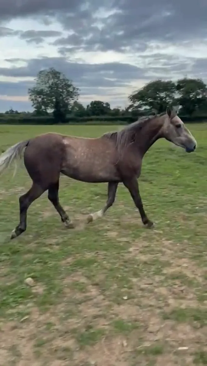 4 year old Filly - Image 4