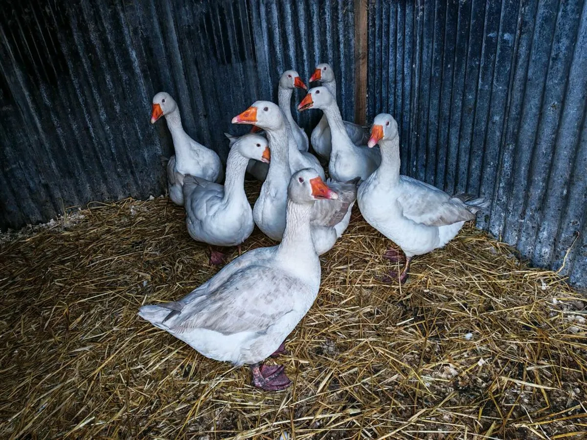Eskildsen geese breeding group - Image 3