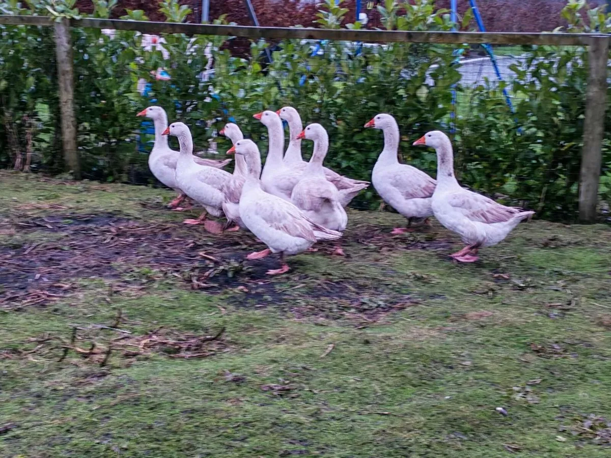 Eskildsen geese breeding group - Image 4