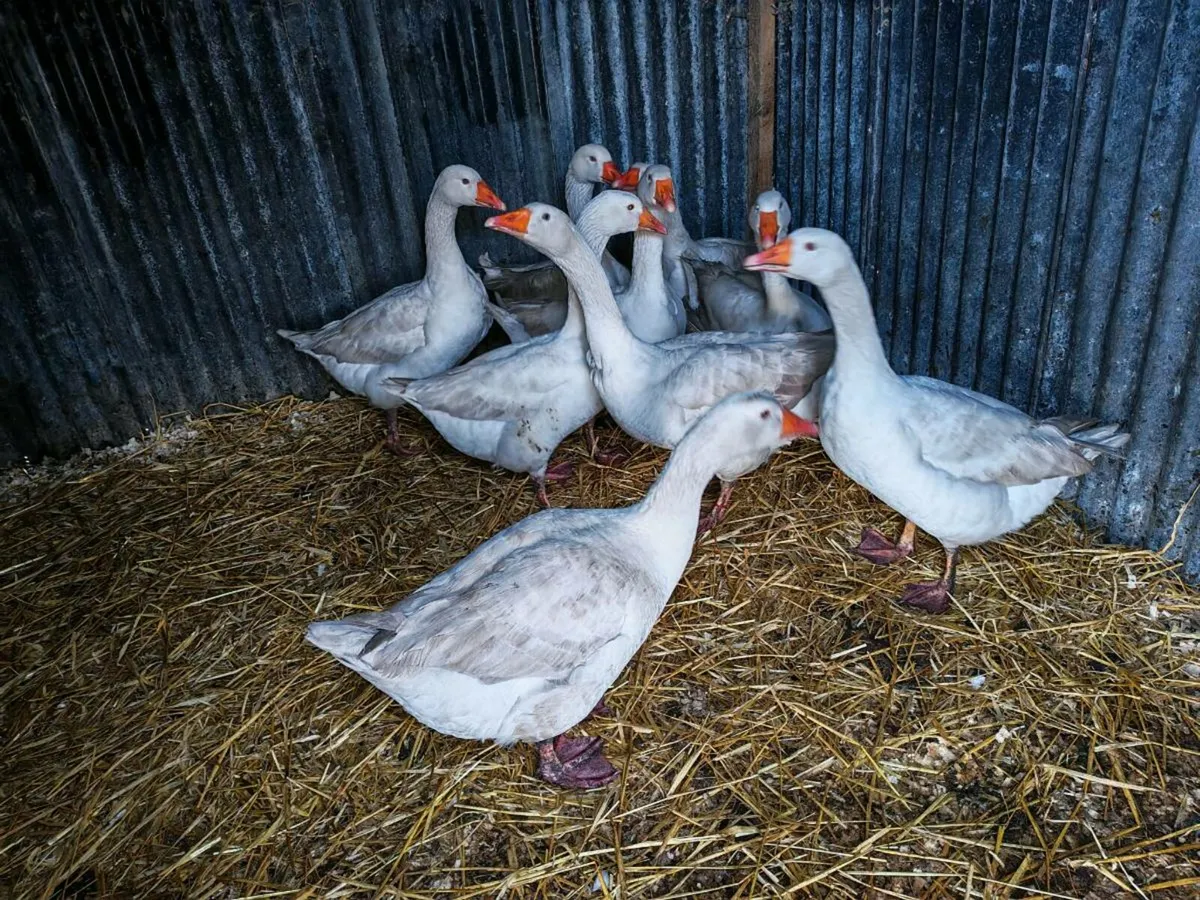 Eskildsen geese breeding group - Image 2