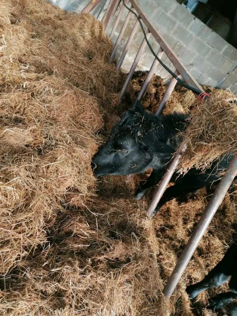 40 bales of silage, chopped. firm bales. - Image 1
