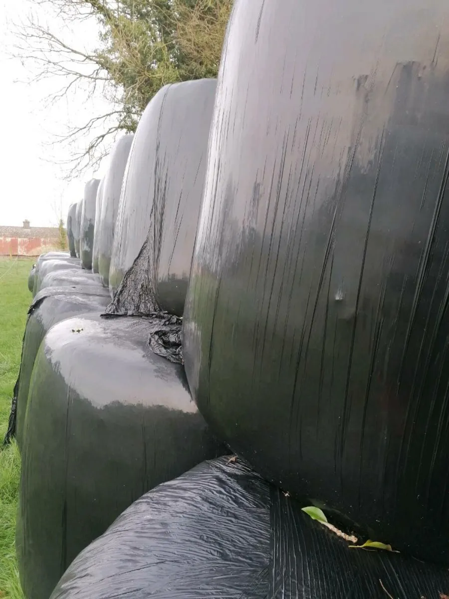 40 bales of silage, chopped. firm bales. - Image 2