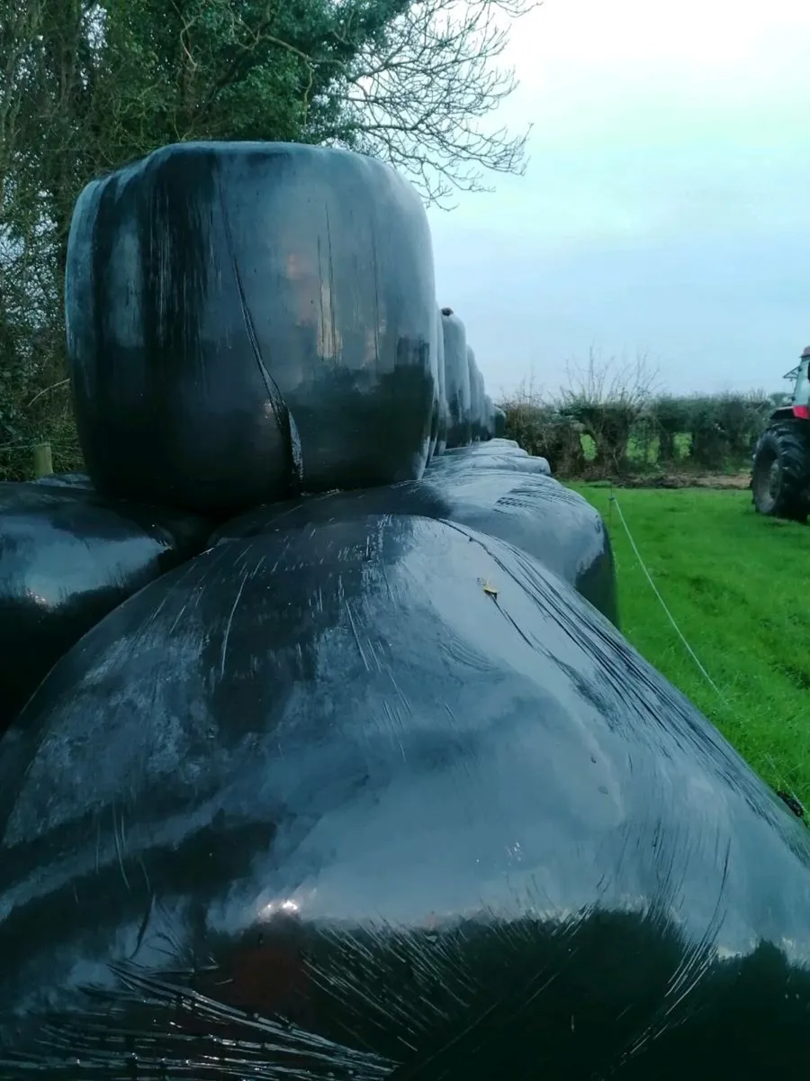 40 bales of silage, chopped. firm bales. - Image 3