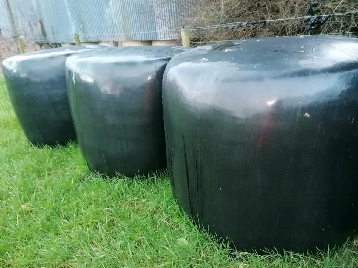 40 bales of silage, chopped. firm bales. - Image 4